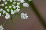 Water hemlock